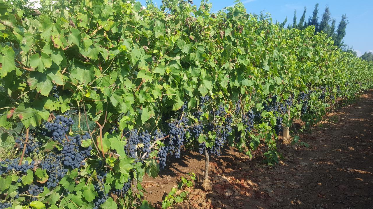 Agriturismo Sa Pramma Santa Maria la Palma Eksteriør billede